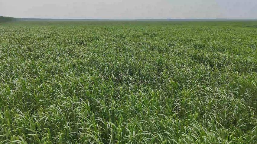 湖北石首:蘆葦變廢為寶,紙廠生產總值將突破110億