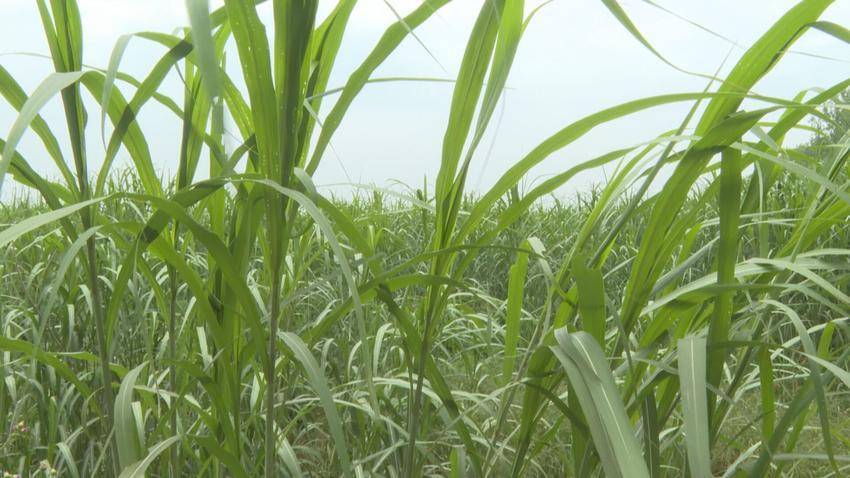 湖北石首:蘆葦變廢為寶,紙廠生產總值將突破110億