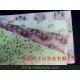 供應(yīng)拷貝紙、彩色拷貝紙、印刷拷貝紙